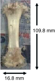Photograph of the appearance of a goat bone specimen after cooking and defleshing, measuring 16.8 mm in width and 109.8 mm in length.