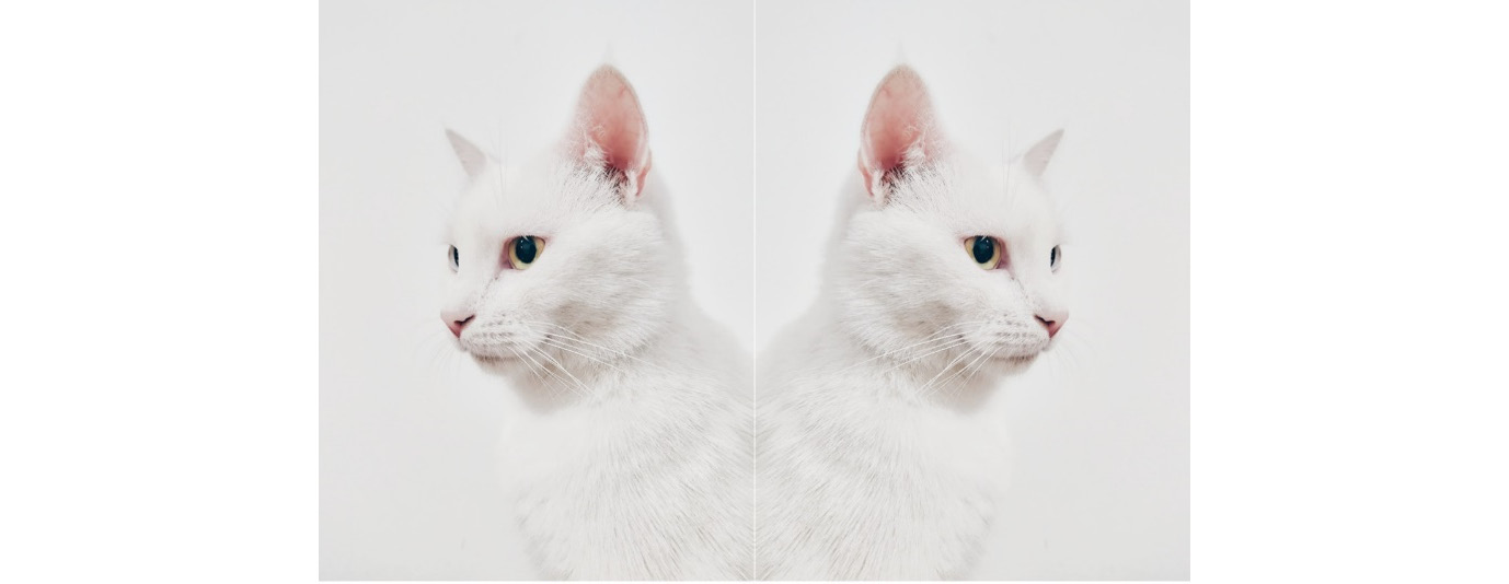 Figure 6.35: Normal picture of the cat on the right and flipped image on the left
