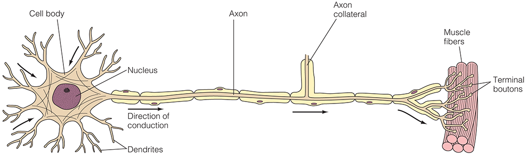 A structure of a neuron is depicted.