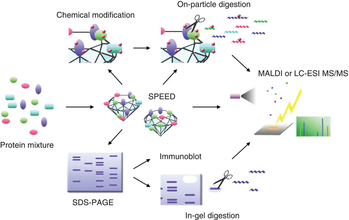 Illustration of typical applications of the SPEED platform to proteome analysis, with arrow from a protein mixture to speed, then to SDS-Page, chemical modification, on-particle digestion, immunoblot, etc.