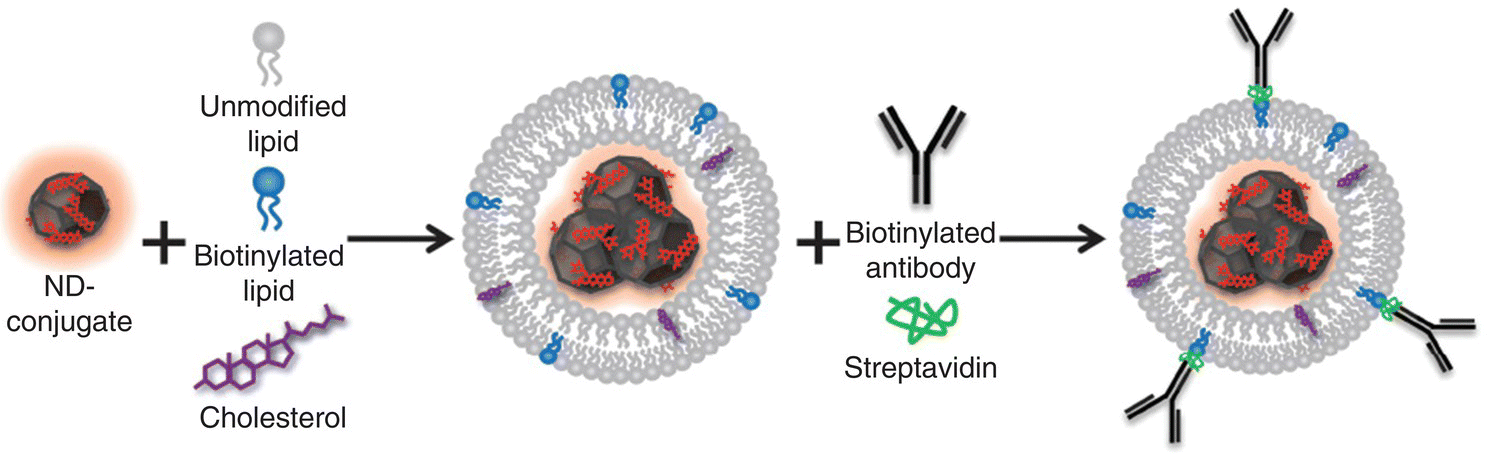 Illustration of encapsulation of NDs in liposome. ND-conjugate binds with biotinylated and unmodified lipid and cholesterol, giving ND‐based nanohybrids that binds to biotinylated antibody and streptavidin.