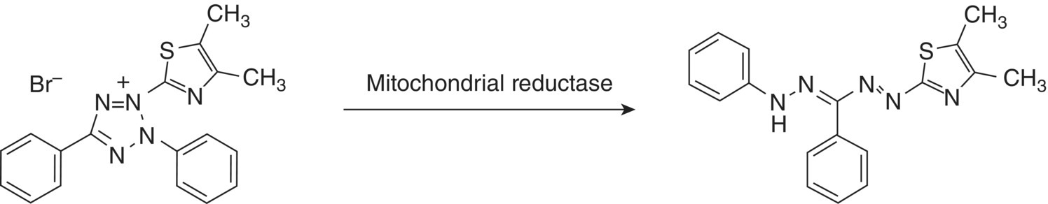 Reaction schematic of MTT assay involving the reduction of 3‐[4,5‐dimethylthiazol‐2‐yl]‐2,5‐ diphenyltetrazolium bromide to 1‐(4,5‐dimethylthiazol‐2‐yl)‐3,5‐diphenylformazan by mitochondrial reductase.