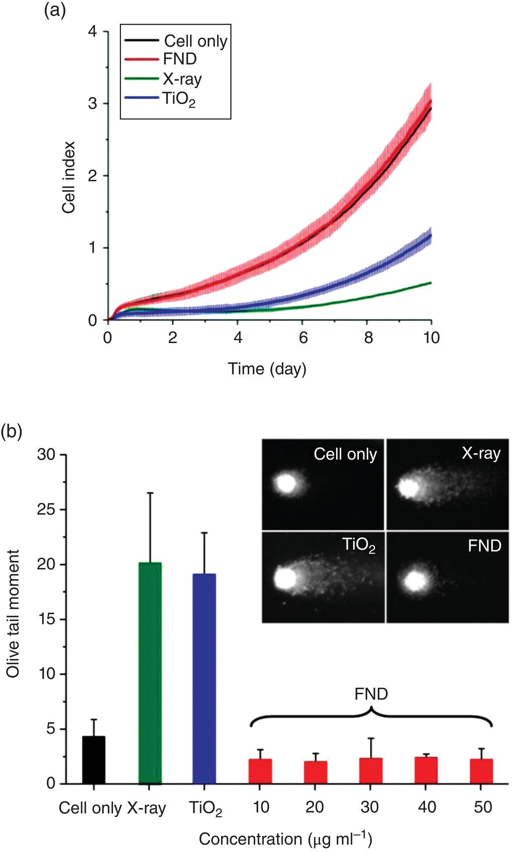 Graph of cell proliferation (top) and bar graph of comet assays (bottom) of human fibroblasts after treatments with X‐ray, TiO2, and FNDs. Images of cell only, X-ray, TiO2, and FND are displayed above the bar graph.