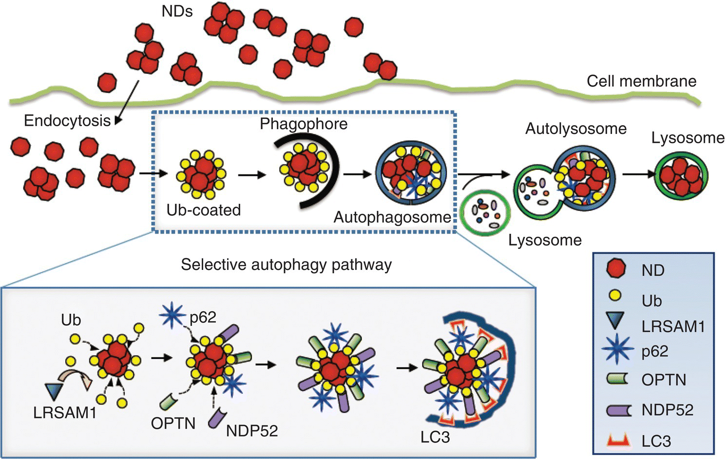 Schematic illustrating a model for the conjugation of Ub‐coated FNDs with autophagy receptors, from NDs to endocytosis, and to lysosome. At the right are different symbols representing ND, LRSAM1, Ub, etc.