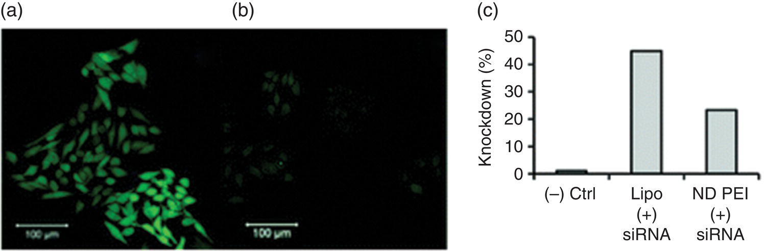 Left: Confocal fluorescence imaging of GFP knockdown in M4A4 cells transfected with GFP. Right: Bar graph of flow cytometric analysis displaying 3 bars labeled (–) ctrl, Lipo (+) siRNA, and ND PEI (+) siRNA.