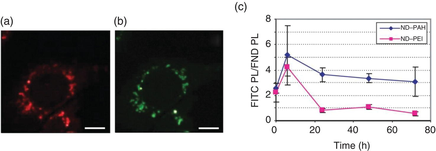 Confocal fluorescence microscopy of PEI-FND vectors and siRNA (left–middle) labeled by FITC in NIH/3T3 EF cells. Right: Graph of FITC/FND PL vs. time with 2 descending curves with markers for ND-PAH and ND-PEI.