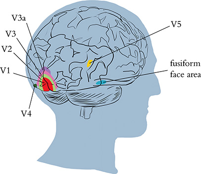 A visual mapping of the brain is shown.