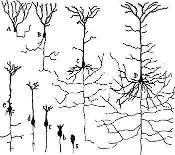 A hand-drawn diagram of Cajal is shown.