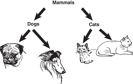 The hierarchy diagram for the mammal class. The Mammals class is inherited by Dogs and Cats classes. These two classes are again inherited by two breeds of dogs and two breeds of cats.