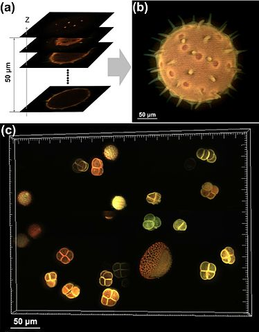 Pollen grain imaging: (a) optically sectioned fluorescence images of a pollen grain; (b) combined image; (c) combined image of a group of pollen grains.