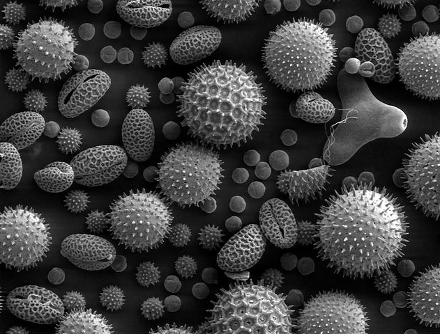 Pollen magnified 500x by a scanning electron microscope.