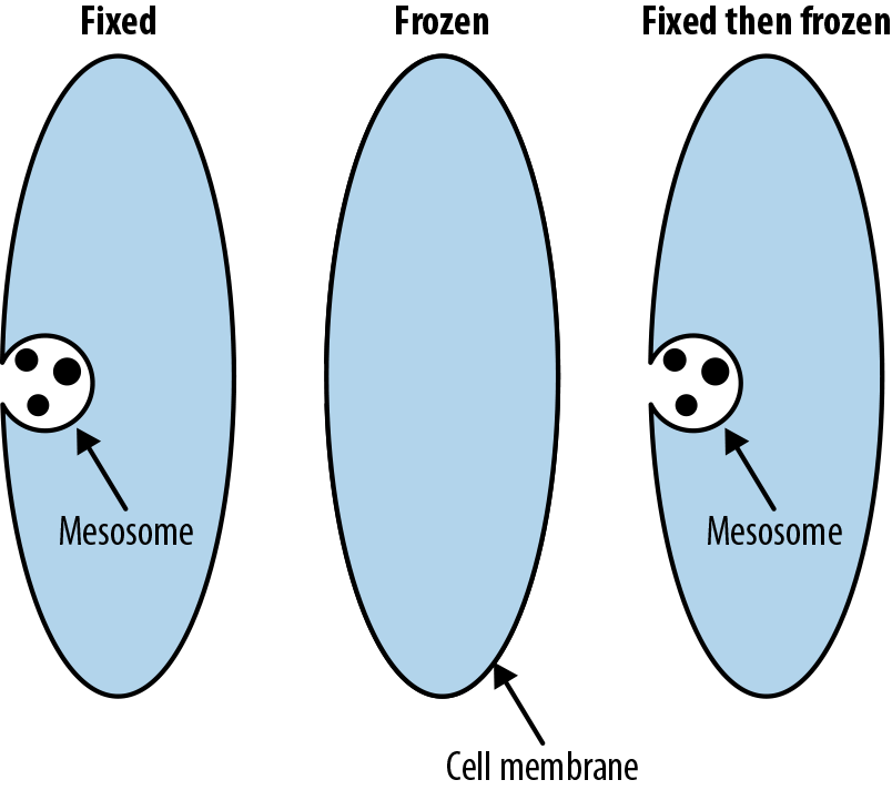Mesosomes are artifacts introduced by preparation for electron microscopy that were once believed to be real structures in cells.