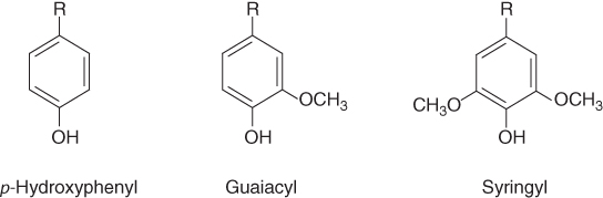 Structural illustration of p-Hydroxyphenyl, Guaiacyl, and Syringyl.