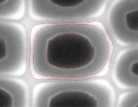 Illustration of fluorescence micrograph obtained from a cross-section of wood cells.