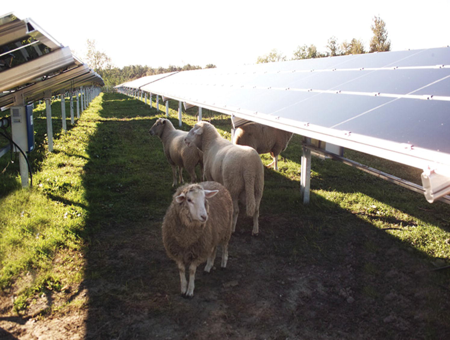 Four sheep along an aisle of solar panels.
