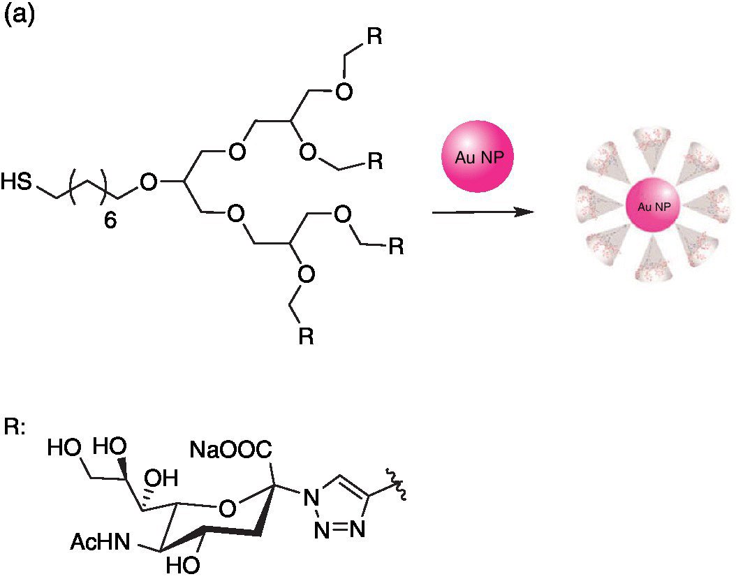 Reaction schematic of the synthesis of sialic acid‐functionalized gold nanoparticles.