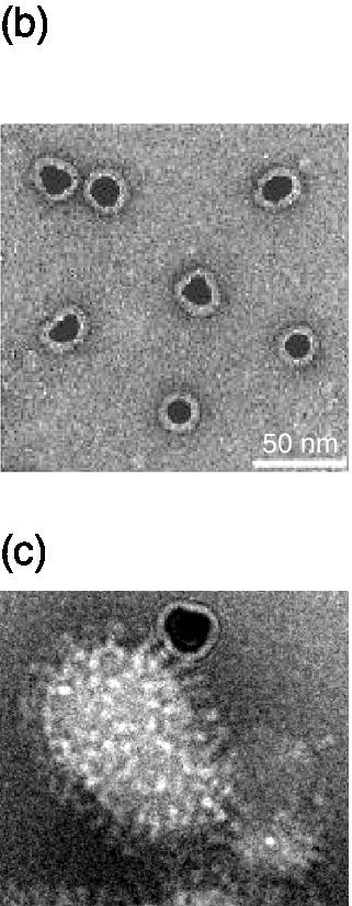 Electron microscopy images of 14‐nm‐sized gold nanoparticles with a sialic acid corona, and multiple binding of individually functionalized gold nanoparticles to viral HAs.