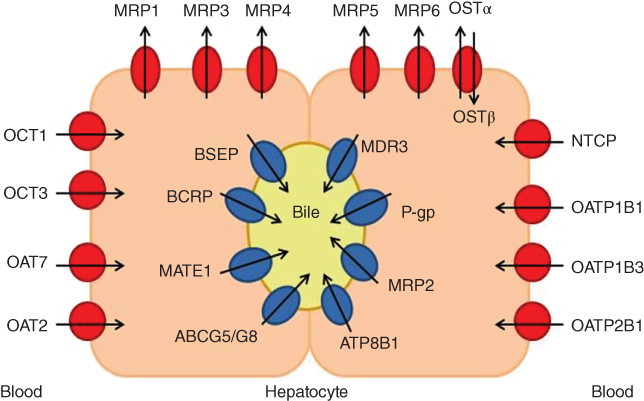 Scheme for Transporters located in the hepatocyte.