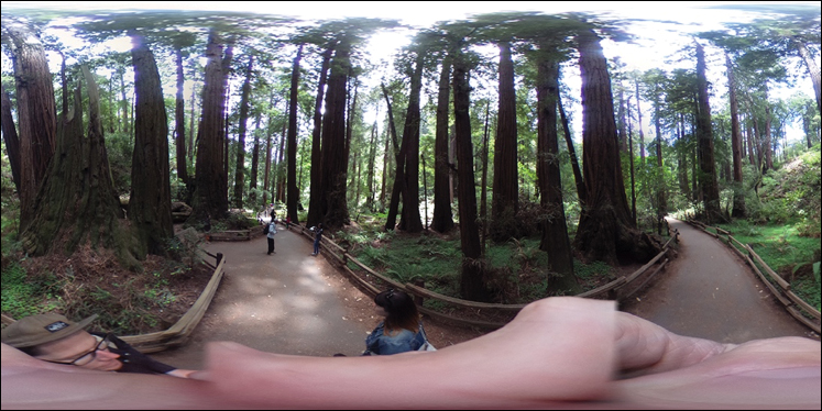 A photograph shows an equirectangular frame that displays a forest in the left and right frames.