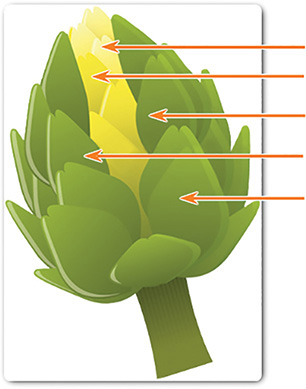 A figure represents Security artichoke leaves with an artichoke that has arrows marked at the inner and outer layers.